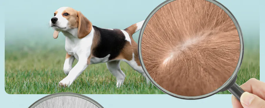 Premium A+ Modul 5 für Spot-on für Hunde von FUTUM